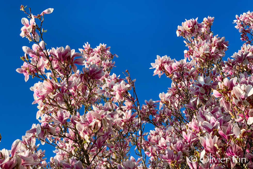 Cadeau de printemps | PhotoSnap